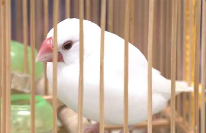 文鳥叫遠訓練