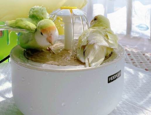 玄鳳鸚鵡洗澡方法 玄鳳鸚鵡洗澡方法