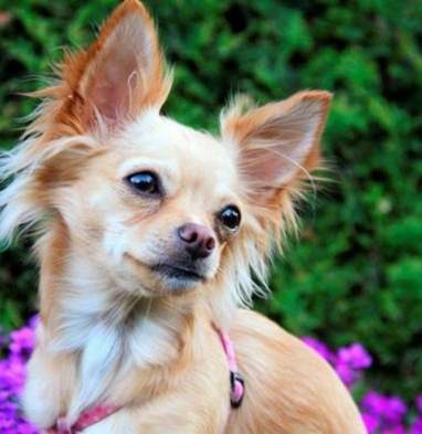 蝴蝶犬飼養成本 蝴蝶犬飼養成本