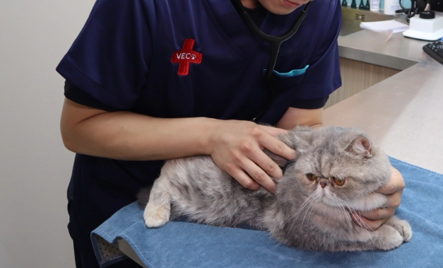 貓癲癇保健