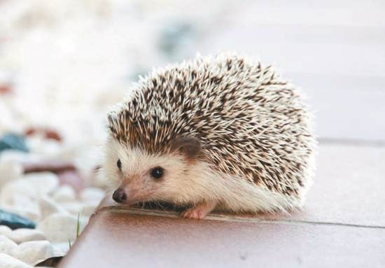 刺蝟是什麼類