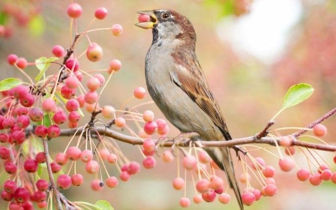 麻雀吃 什麼 水果