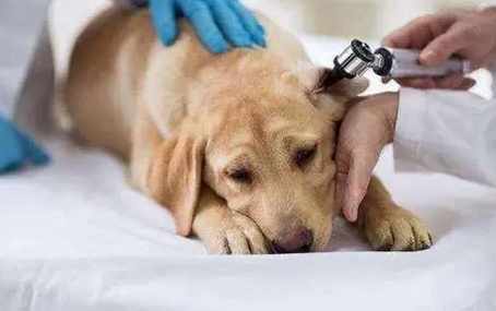 狗狗健康急救 狗狗健康急救