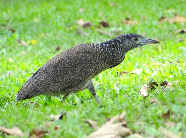 黑冠麻鷺亞成鳥