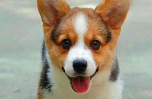 預防寵物藥物中毒 預防寵物藥物中毒