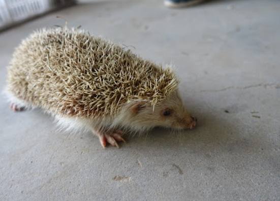 刺蝟睡眠習慣 刺蝟睡眠習慣