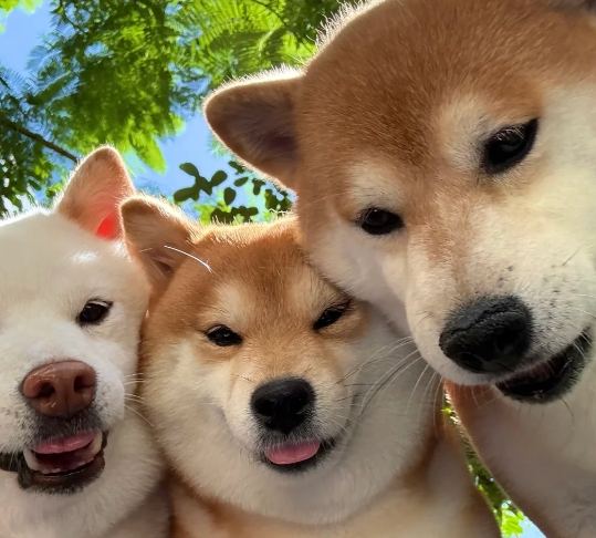 柴犬訓練方法 柴犬訓練方法