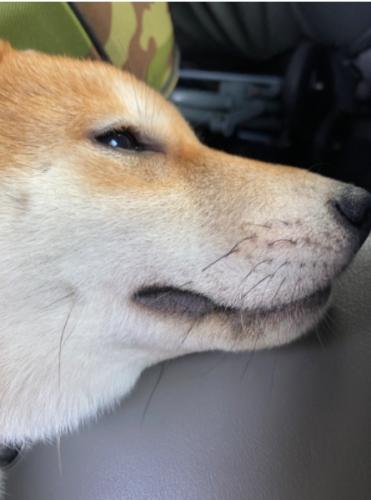 狗狗皮膚紅腫治療