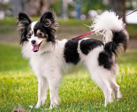 蝴蝶犬吉娃娃飼養 蝴蝶犬吉娃娃飼養