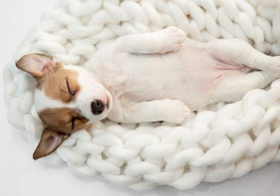 狗狗睡眠問題 狗狗睡眠問題