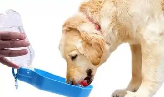 狗狗鹽中毒症狀 狗狗鹽中毒症狀