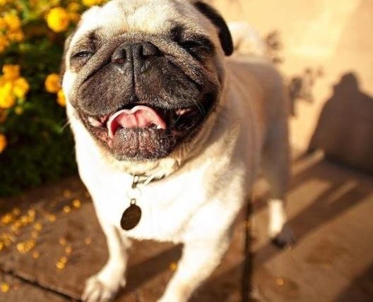 狗狗不能聞的精油