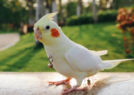 台灣鳥類飼養 台灣鳥類飼養