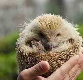 養刺蝟費用 養刺蝟費用