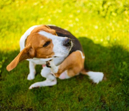 狗狗皮膚好食物
