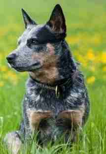 澳洲牧牛犬飼養