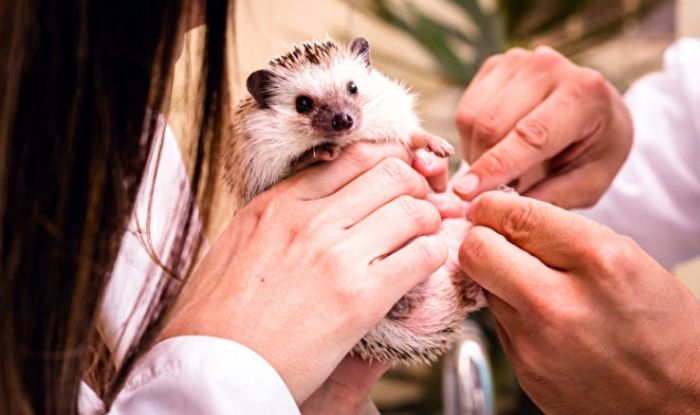 刺蝟飼養 刺蝟飼養