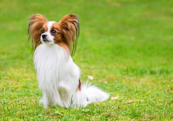 蝴蝶犬愛叫嗎 蝴蝶犬愛叫嗎