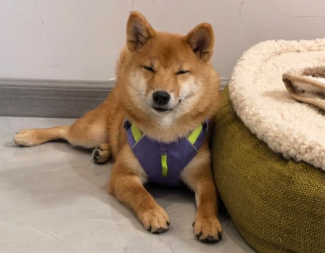 柴犬清潔習慣 柴犬清潔習慣