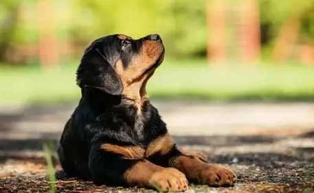 羅威納怎麼訓練？