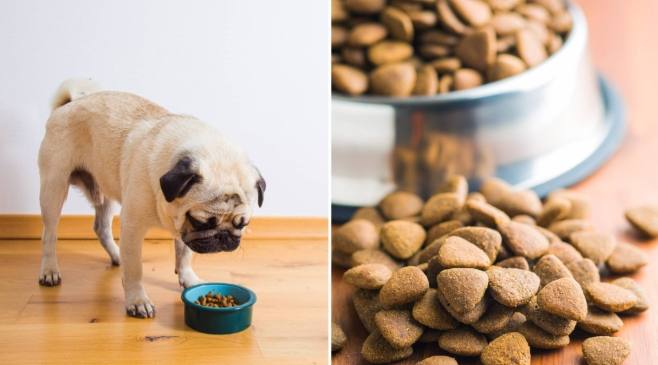 成犬每日餵食量 成犬每日餵食量