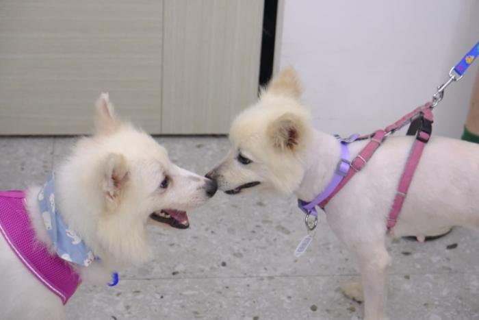 台灣小型犬領養