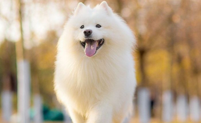 狗狗可以聞的精油