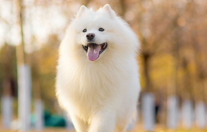 狗狗可以聞的精油全指南：安全選擇與使用技巧