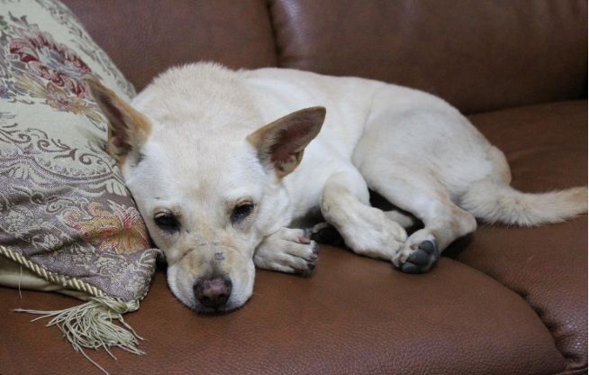 狗狗死亡身體變化