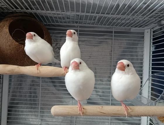 文鳥價格 文鳥價格