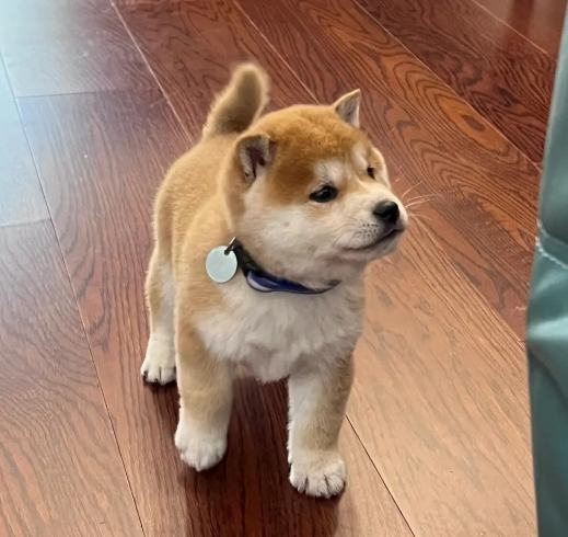 柴犬健康問題 柴犬健康問題