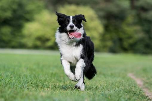 狗狗體味護理 狗狗體味護理