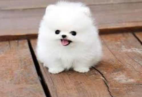 茶杯犬健康 茶杯犬健康