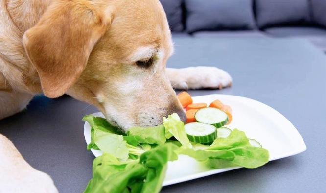狗狗吃蘆薈危險 狗狗吃蘆薈危險