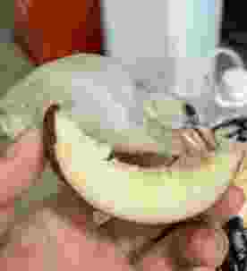 幼鳥救援食物 幼鳥救援食物