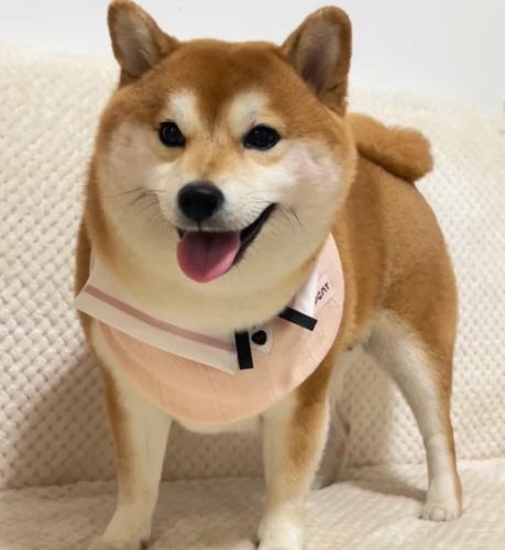 柴犬掉毛解決方法 柴犬掉毛解決方法