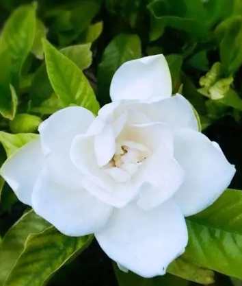 梔子花香氣描述 梔子花香氣描述