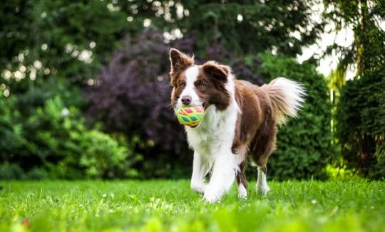 边境牧羊犬饲养 边境牧羊犬饲养