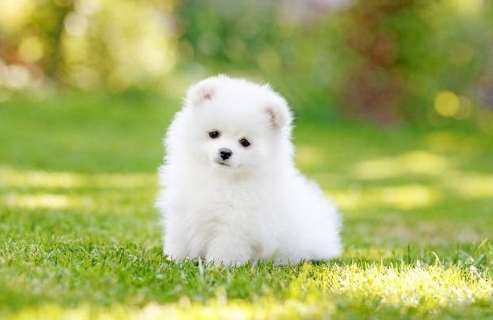 茶杯犬健康 茶杯犬健康