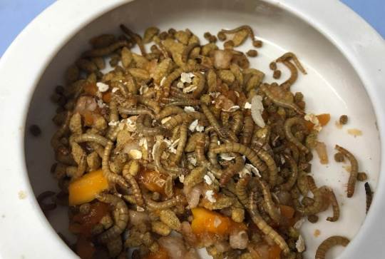 幼鳥餵食方法 幼鳥餵食方法