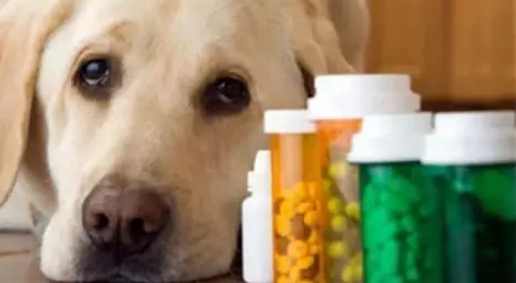 老狗不吃藥處理 老狗不吃藥處理