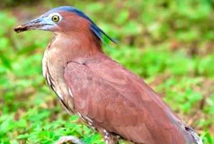 黑冠麻鷺 保護 黑冠麻鷺 保護