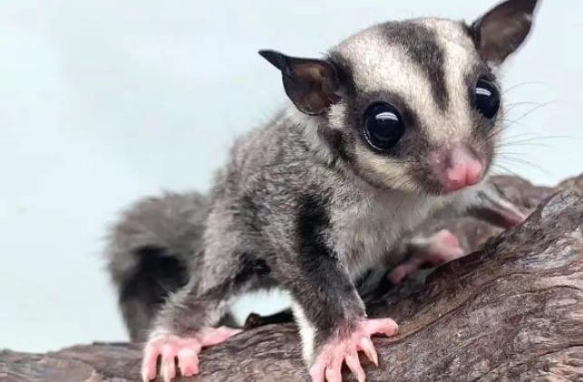 蜜袋鼯吃什麼水果