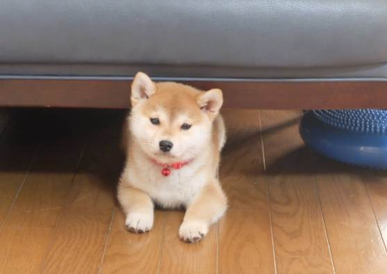 幼犬領養注意事項 幼犬領養注意事項