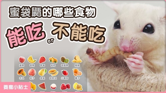 蜜袋鼯可以吃草莓乾嗎