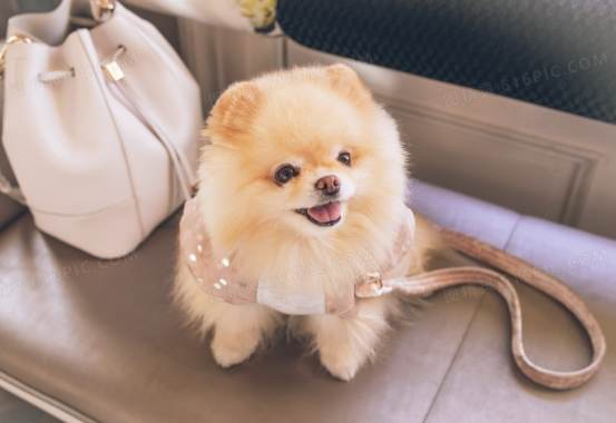 博美犬飼養費用 博美犬飼養費用