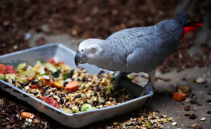 寵物鳥南瓜餵食