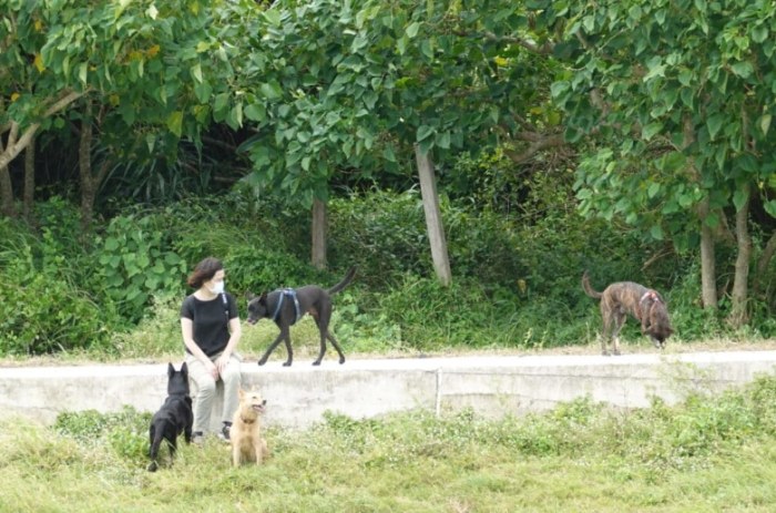 養狗準備 養狗準備