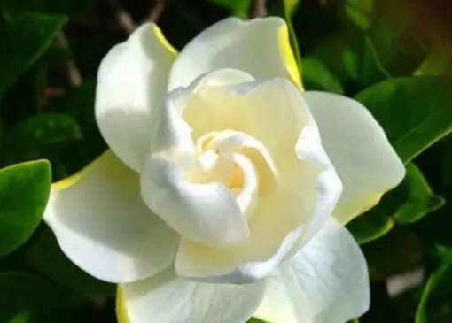 栀子花顏色養護 栀子花顏色養護