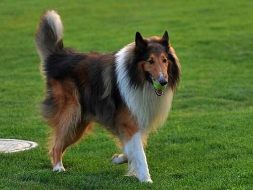 喜樂蒂牧羊犬飼養 喜樂蒂牧羊犬飼養